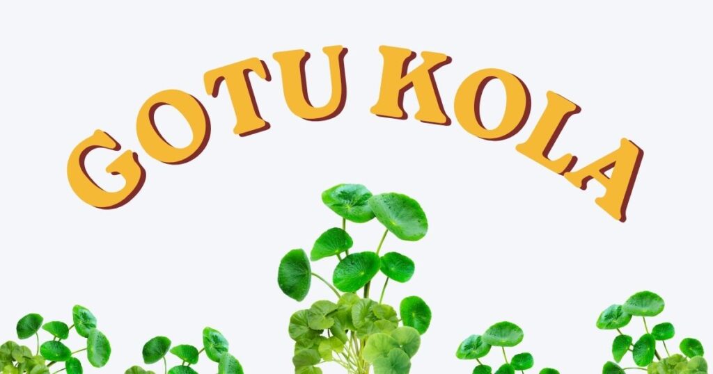 gotu kola